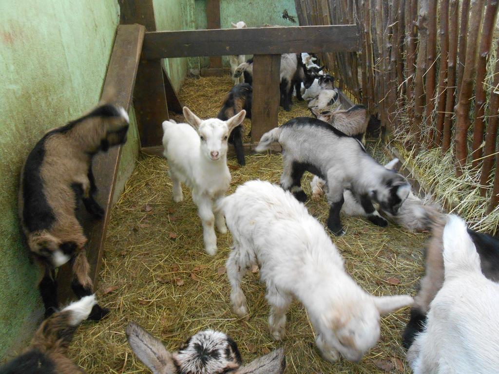 Agriturismo Fiorendo Pinerolo Dış mekan fotoğraf