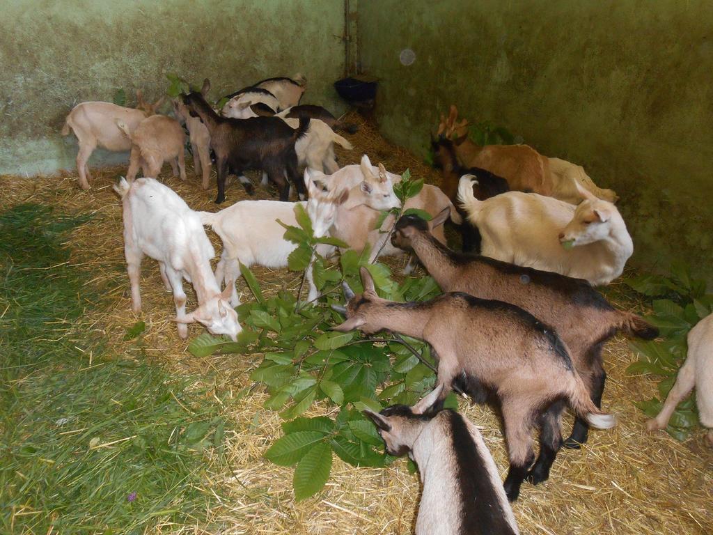 Agriturismo Fiorendo Pinerolo Dış mekan fotoğraf